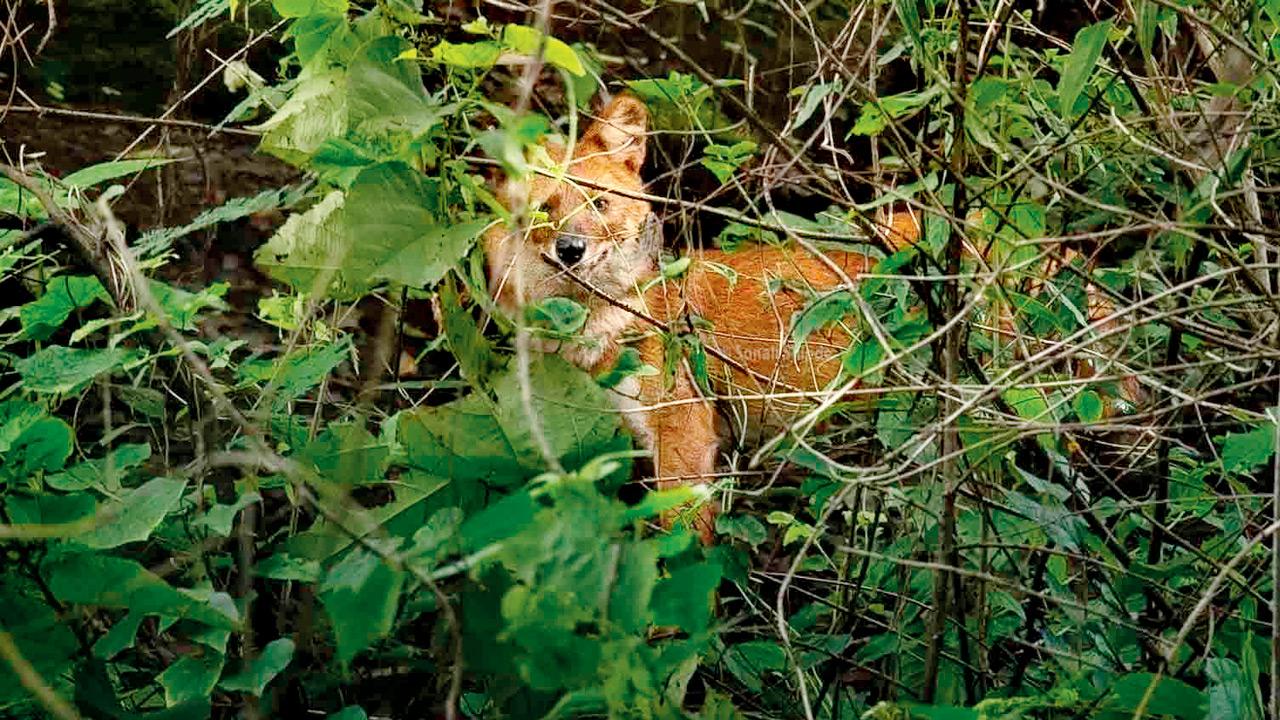 Endangered wild dog’s presence recorded for first time in Panshet, Pune