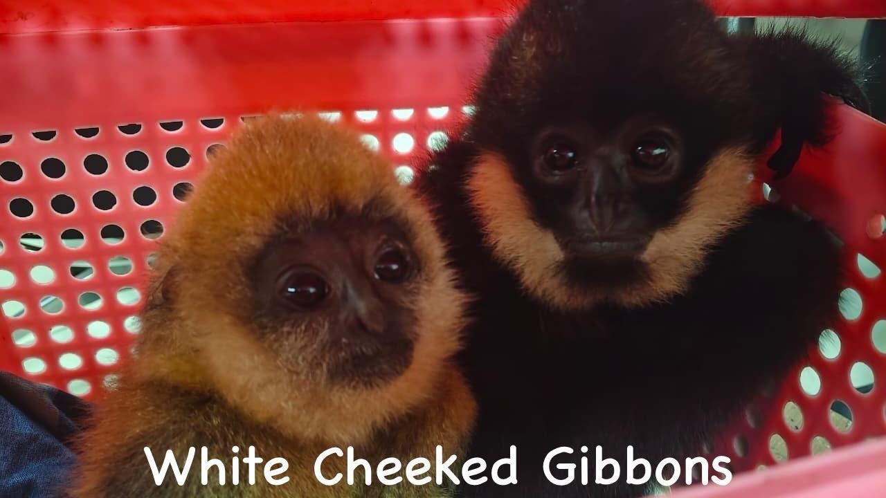 Gold worth over Rs 4.5 crore seized at Mumbai Airport; customs officers also foil wildlife smuggling