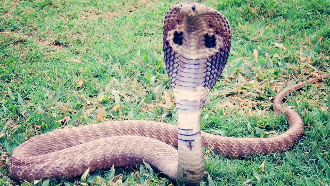 Climate change may drive new snakebite hotspots in India: Study