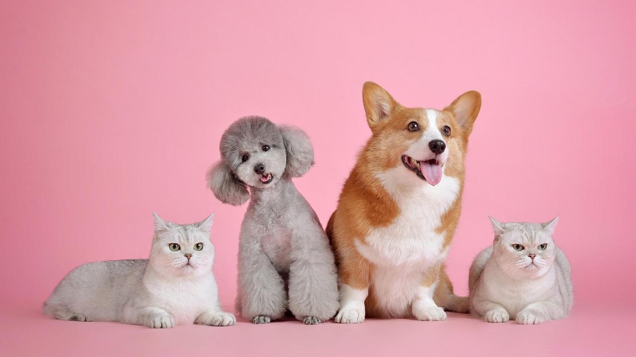 Five festive outfits to make your pets shine this season