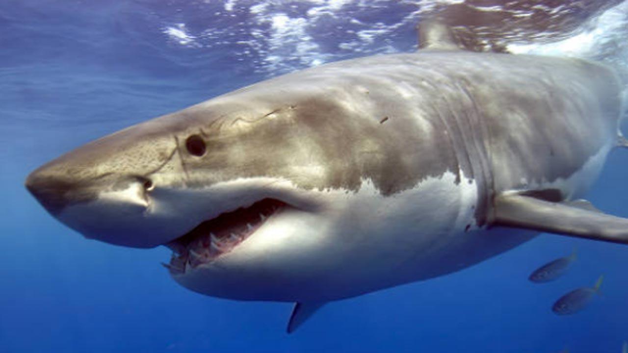 Mexican marine biologist attacked by shark near remote island in Costa Rica