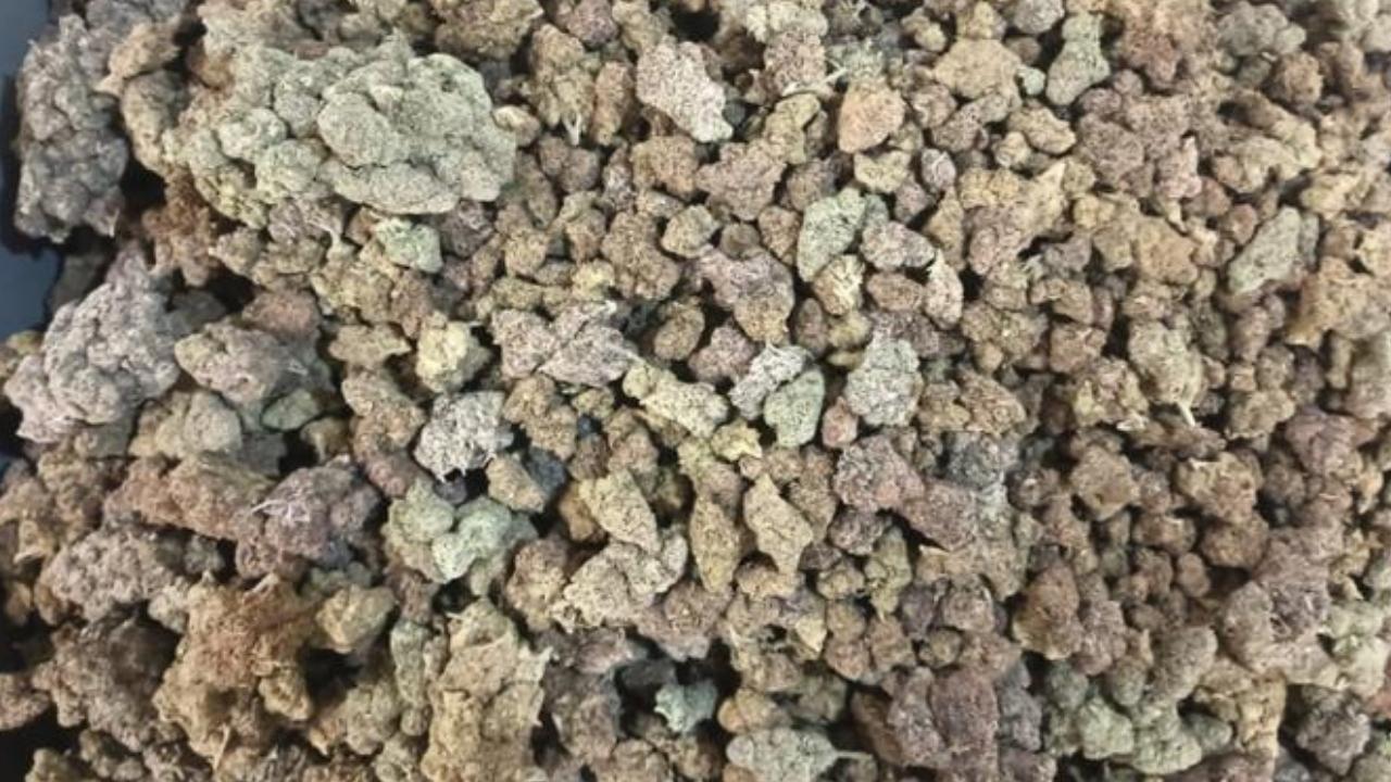 Mumbai Customs seize hydroponic marijuana worth over Rs 12 crore from passenger at airport