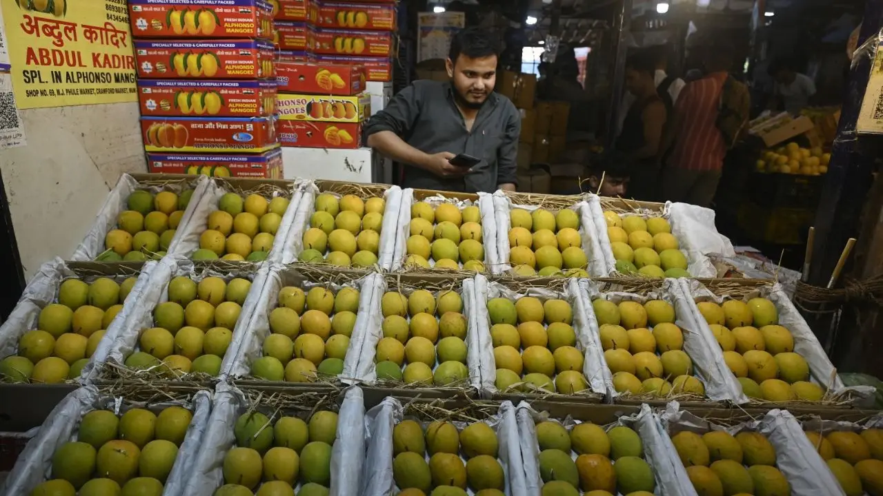IN PHOTOS: Fresh Alphonso mangoes from Ratnagiri and Devgad arrive in Mumbai
