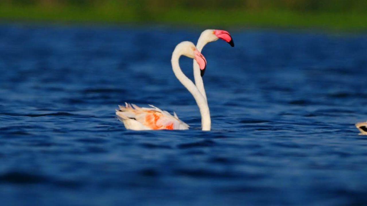 Arrival of Flamingos surprised birdwatchers. Officials called it a rare opportunity and credited excellent habitat management for attracting the birds despite the April heat