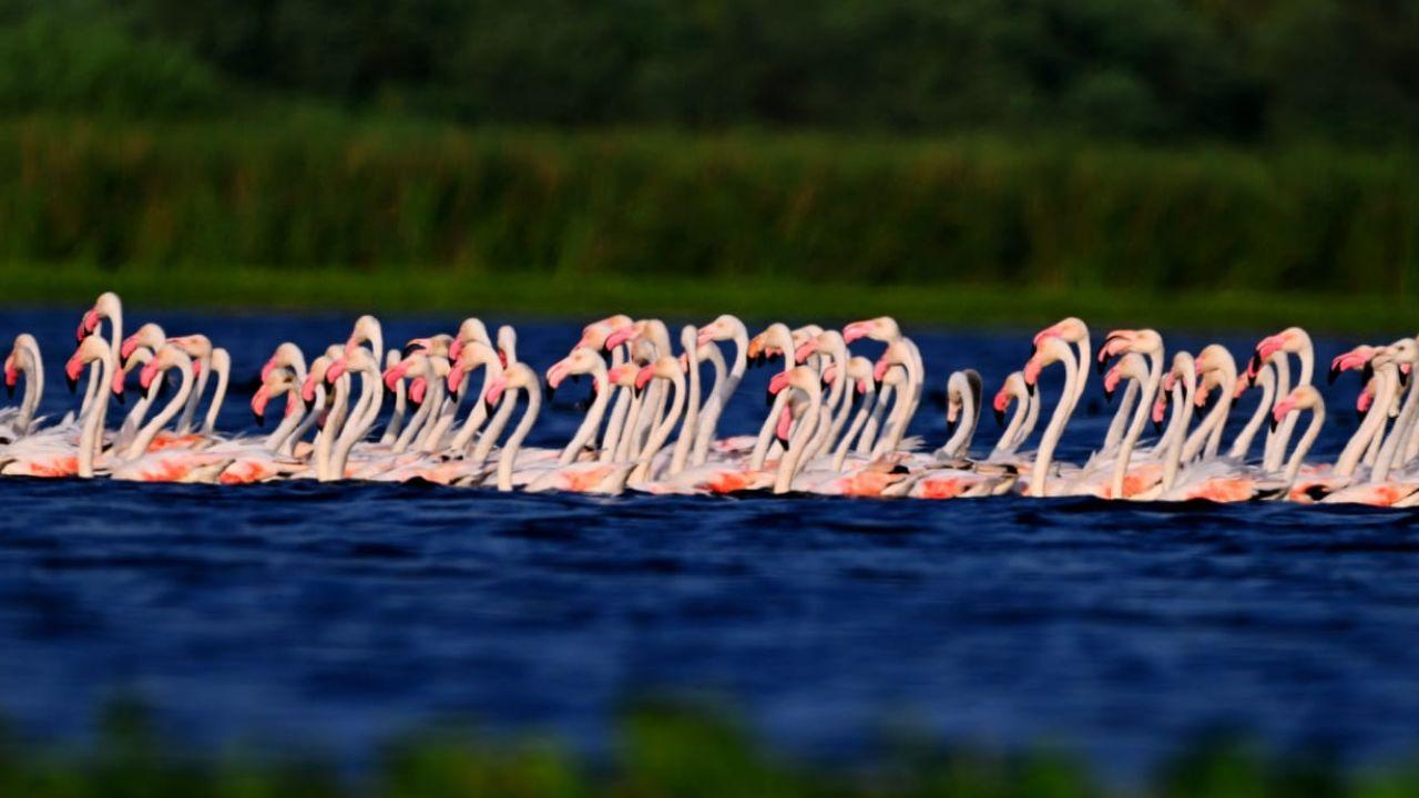 Calling it a visual treat, Range Forest Officer Hiralal Chaudhari said, &ldquo;Watching these flamingos through the morning mist or during sunset is a refreshing experience. Nature lovers should not miss this spectacle"