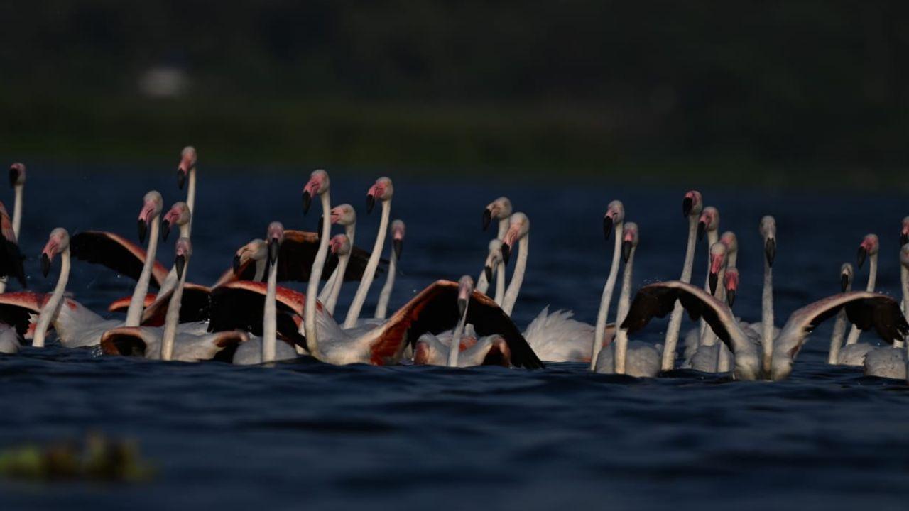 The migratory flamingos, locally known as Rohit, were spotted descending on the sanctuary on April 28, creating a striking visual across the water body at the confluence of the Godavari and Kadwa rivers