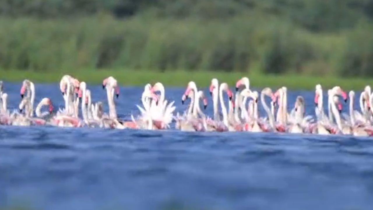 With their long necks, pale pink plumage and black-tipped wings mirrored in the blue waters, the birds transformed the reservoir into a picture-perfect landscape, drawing the attention of birdwatchers and photographers