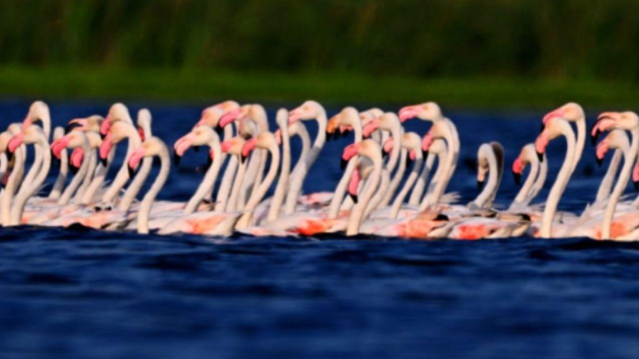 The arrival of flamingos has once again highlighted Nandur Madhmeshwar&rsquo;s importance as a crucial wetland habitat for migratory birds in Maharashtra