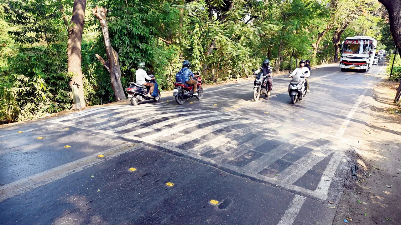 Freshly painted speed breakers in Aarey colony. Pics/Satej Shinde