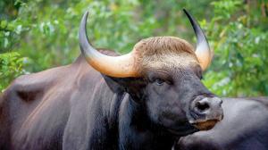 Indian bison herd damages homes, injures six in Nilgiris village
