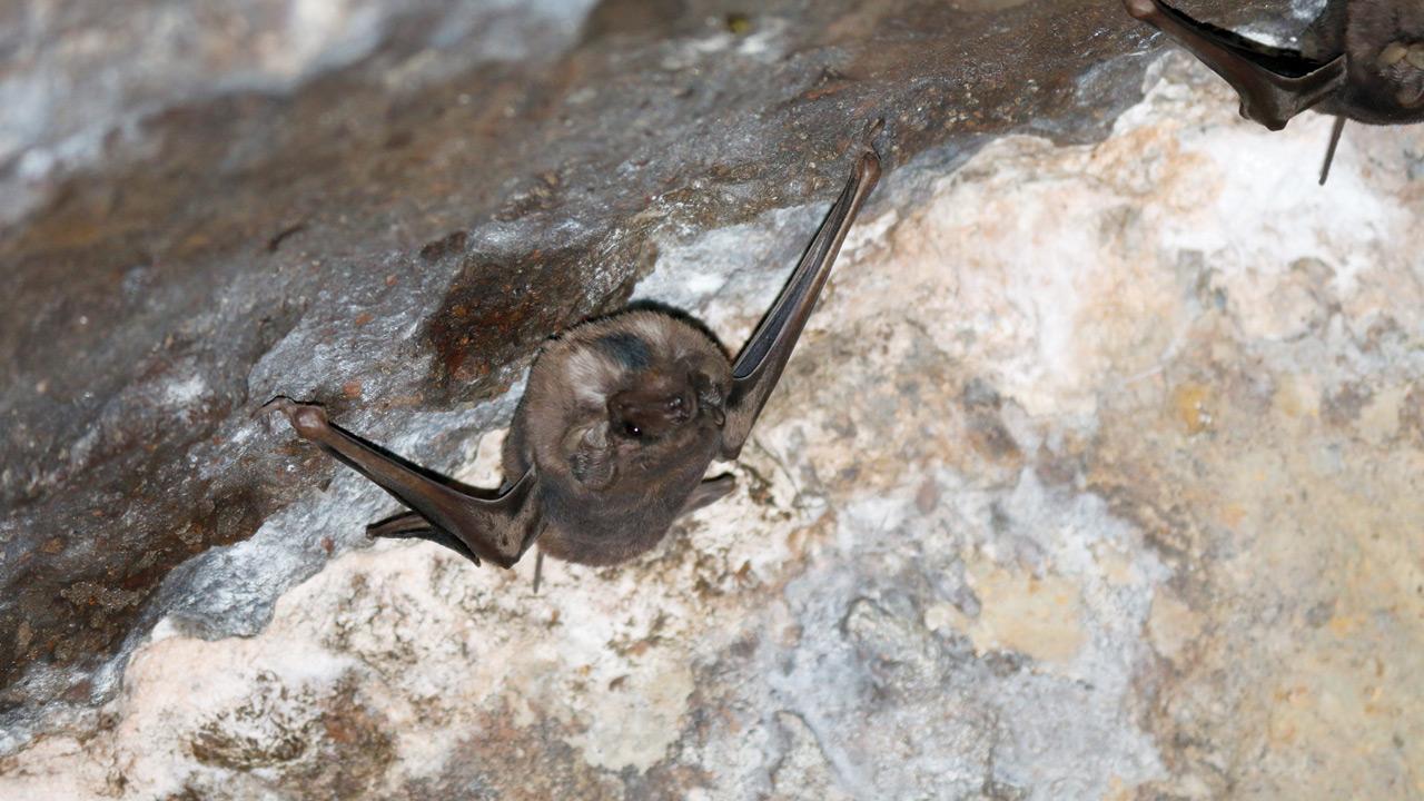 Pic Courtesy/@naturalistex