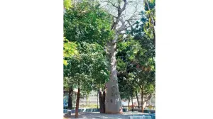 How green is my Mumbai? Embark on this nature walk to learn more