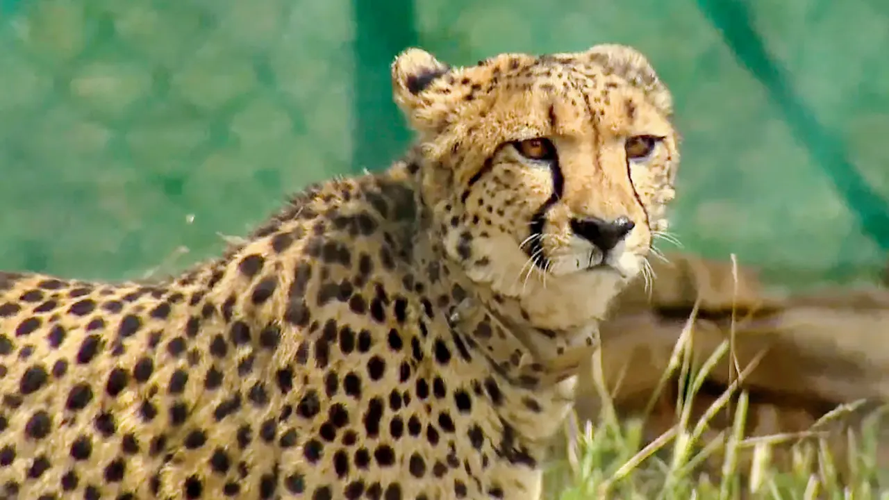 Los guepardos, que alguna vez fueron nativos de Karnataka, regresan
