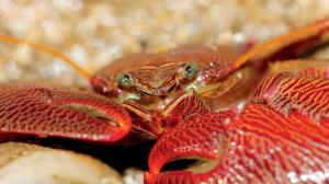 Marine marvels of Mumbai - Crabs, anemones, and worms in action