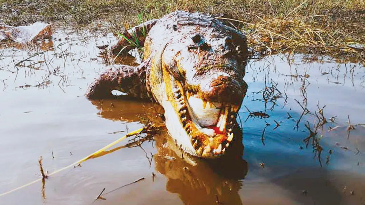 Dead crocodile found near Vihar Lake, probe launched