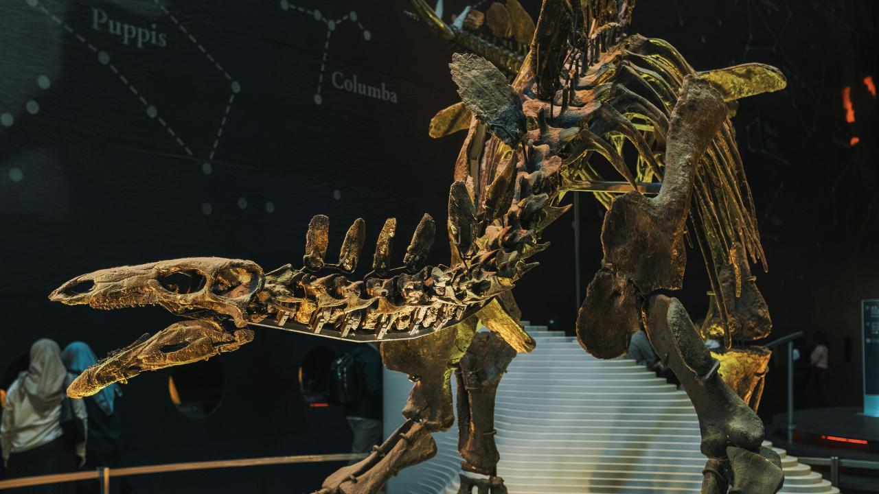 Jurassic art: Fossils transformed into artwork at Amsterdam museum