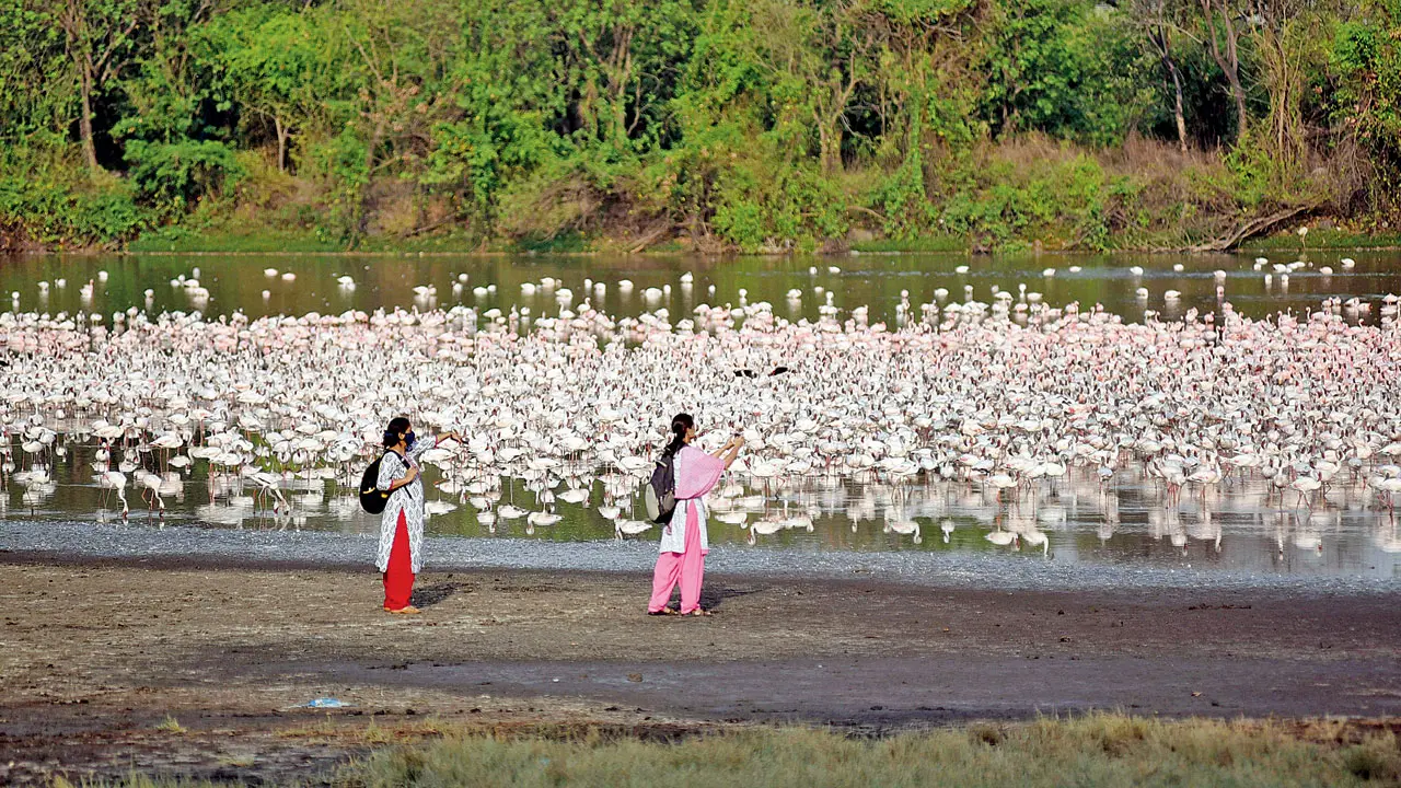 The lake is one of the few remaining feeding grounds for the pink birds. File pic