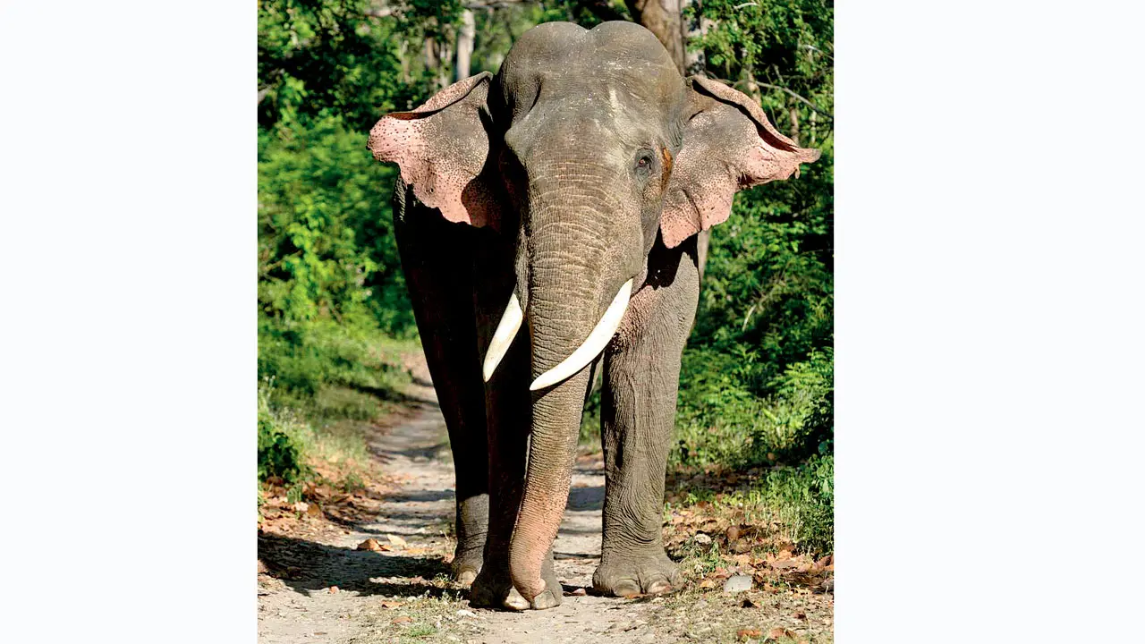 Three killed in wild elephant attacks in Ramgarh district