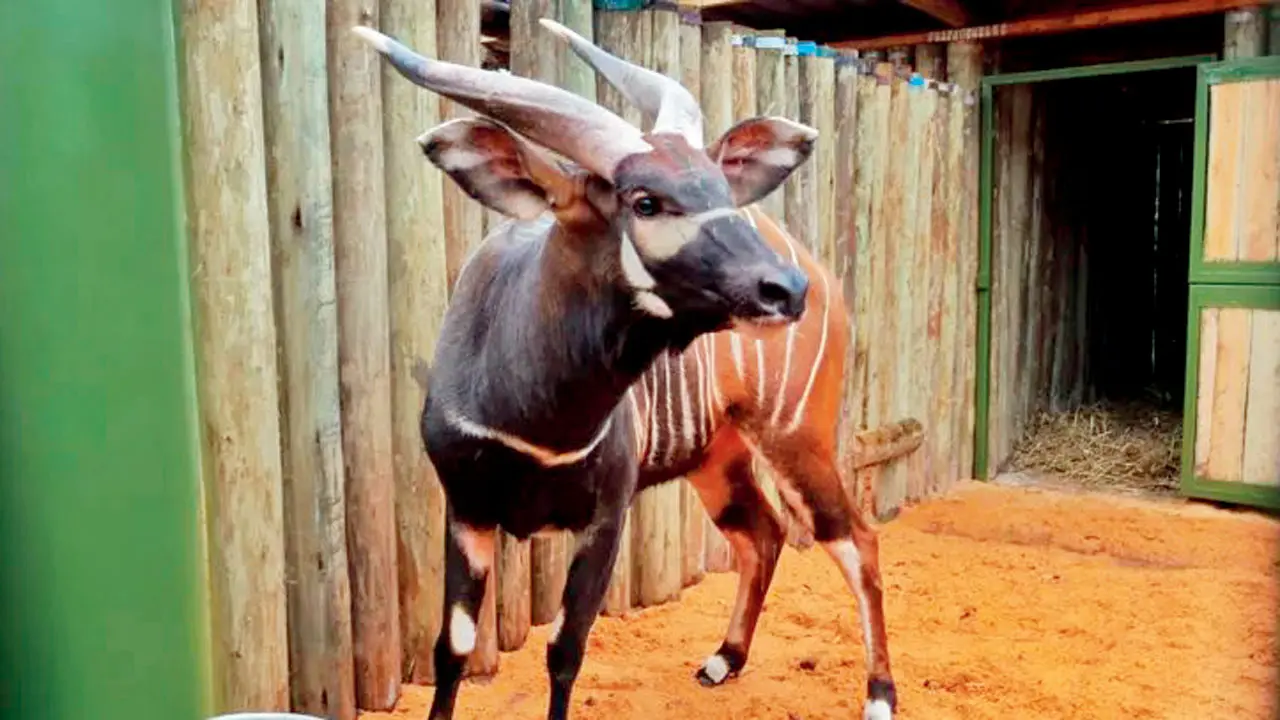 The mountain bongos.  Pic/X/KWS