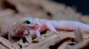 Indian researchers discover new gecko species in the forests of north Tripura