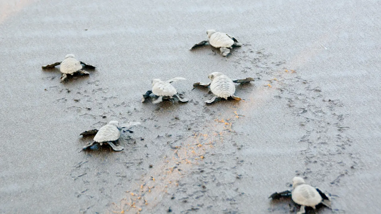 Olive Ridley turtles in Velas. FILE PIC/SATEJ SHINDE