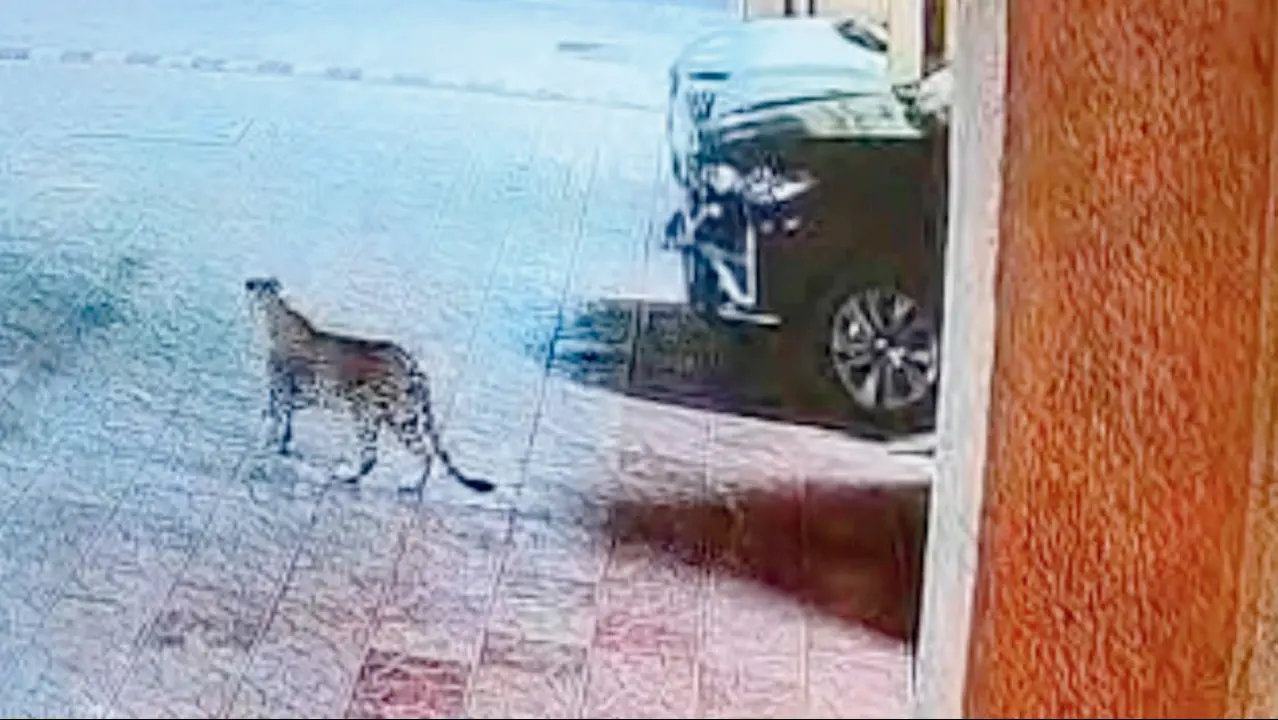 Mumabi: Leopard trap cage in Malad sparks debate over wildlife protocol