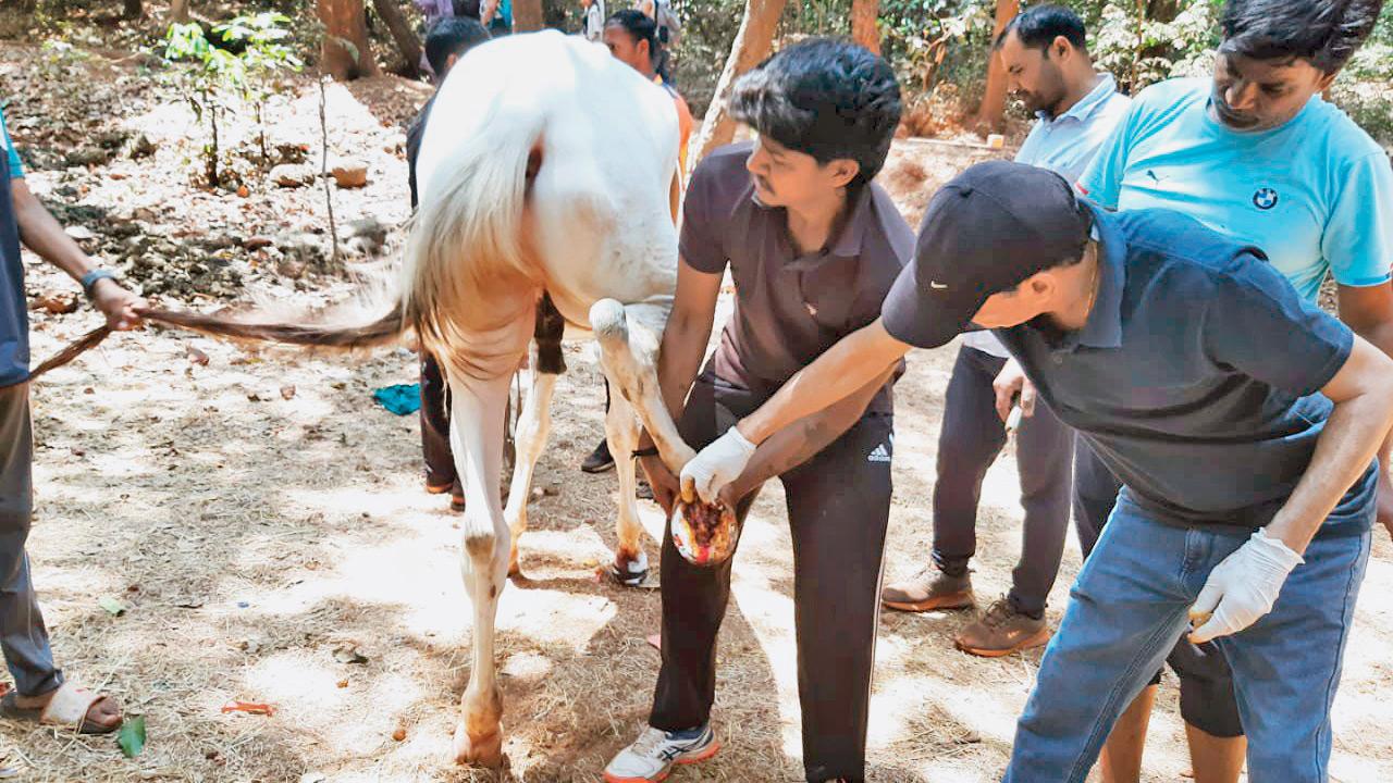 The vet brings his expertise to the hill station