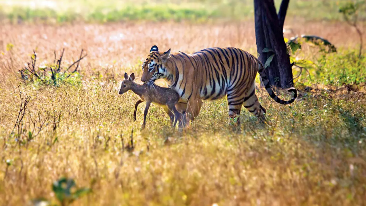 Maya tenderly caring for a spotted deer fawn, as if it were her own cub. Pic courtesy/Ravin Jadhav