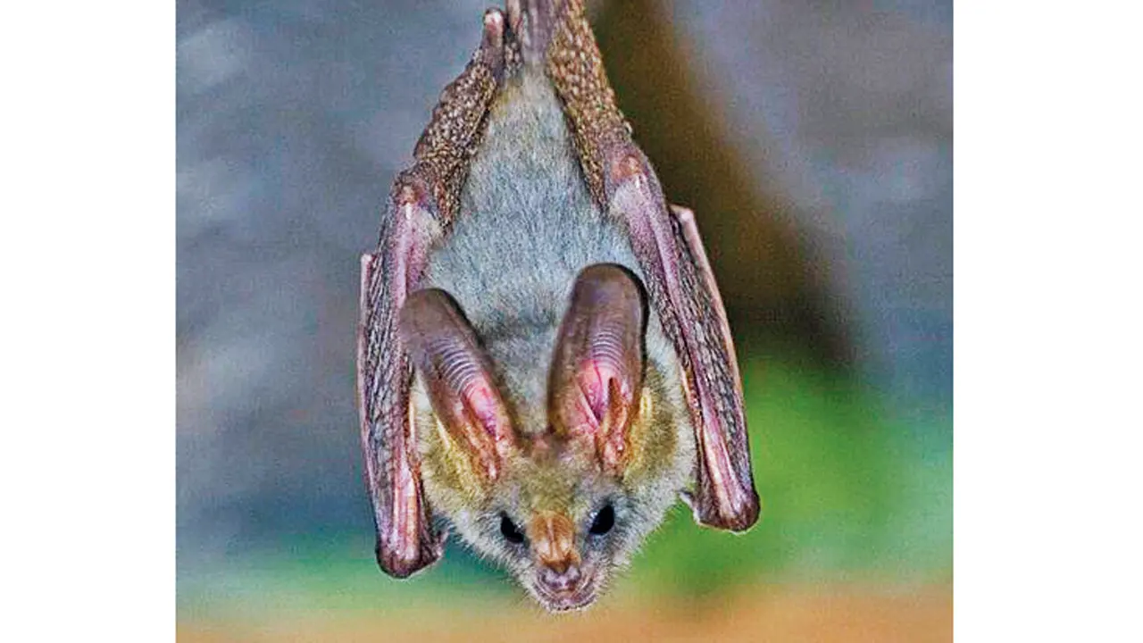 The heart-nosed bat. FILE PIC/WIKIPEDIA