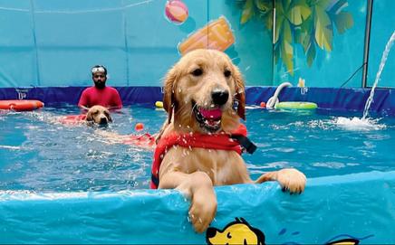 Pic courtesy/@poolpupper_petpark