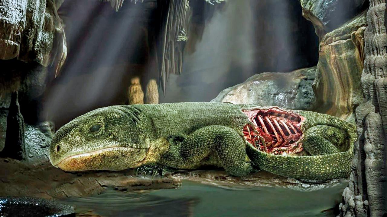 An artist’s impression of the reptile. PIC COURTESY/Dr Michael DeBraga