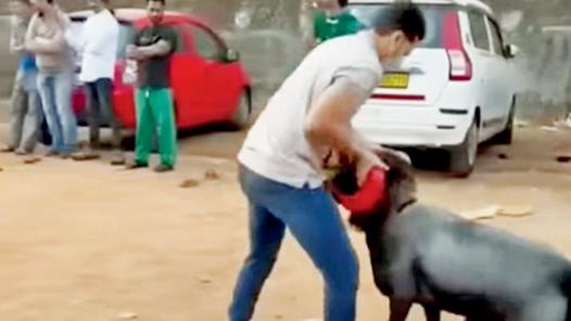 Rocky vs Chamkila: Illegal sheep fight ends in one death, FIR filed