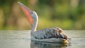 Birdwatchers thrilled as rosy pelicans spotted at Nandur wetland after 21 years