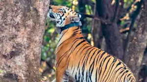 Forest officials pitch tigress move to strengthen Radhanagari population