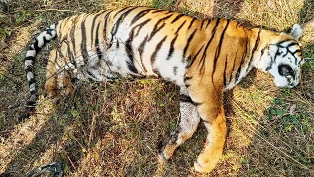 A tiger carcass discovered in a forest in MP. Pics/By Special Arrangement