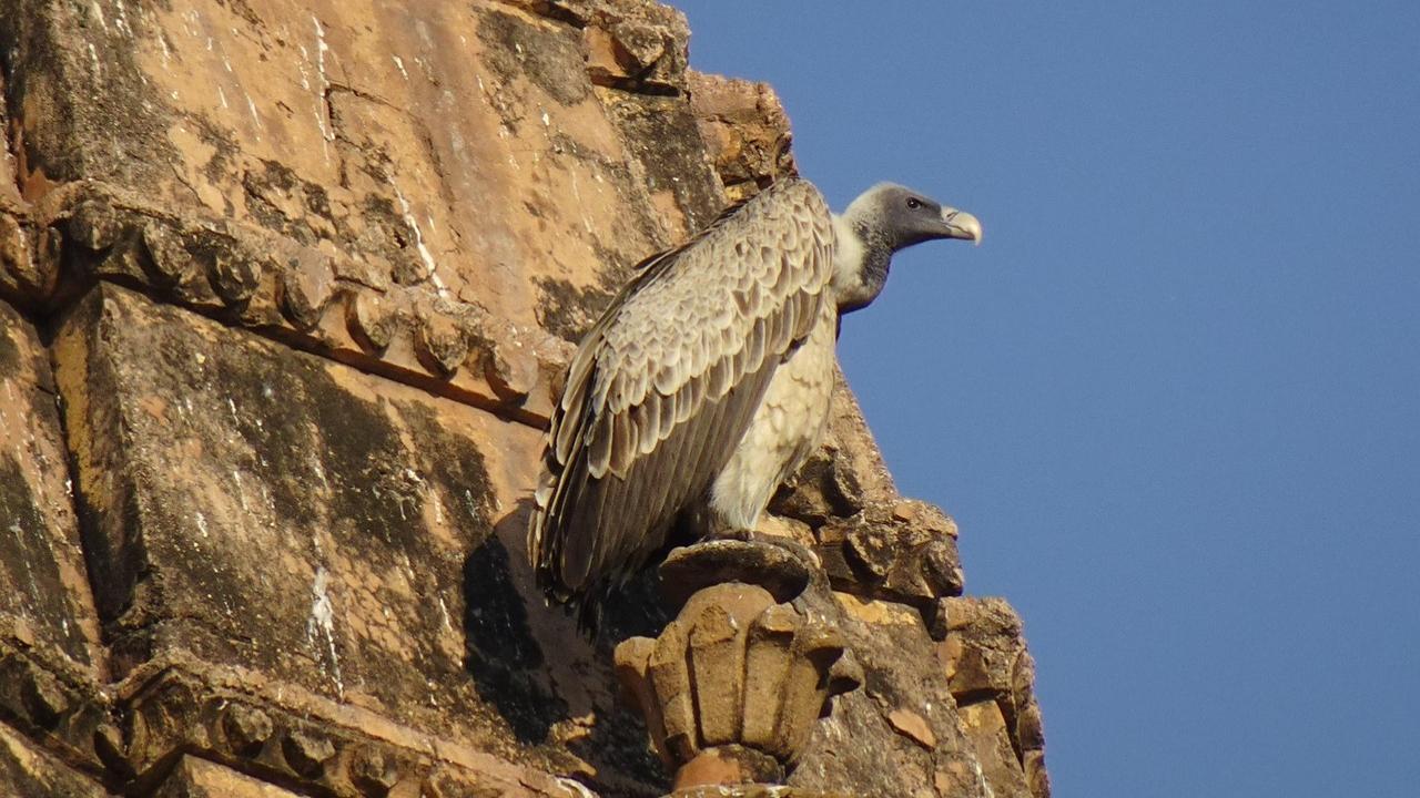 UP: 25 vultures found dead in Dudhwa buffer zone; officials recover carcass