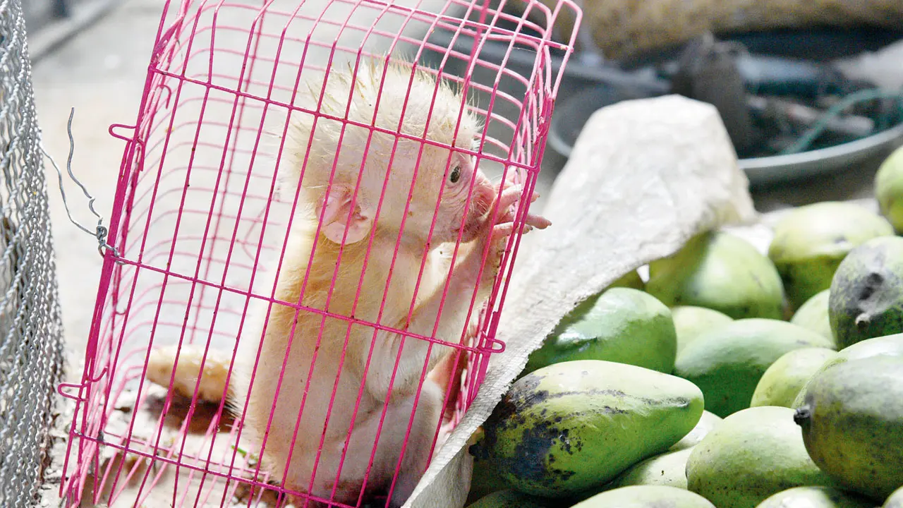 Wildlife trade raises risk of disease spread to humans: Study