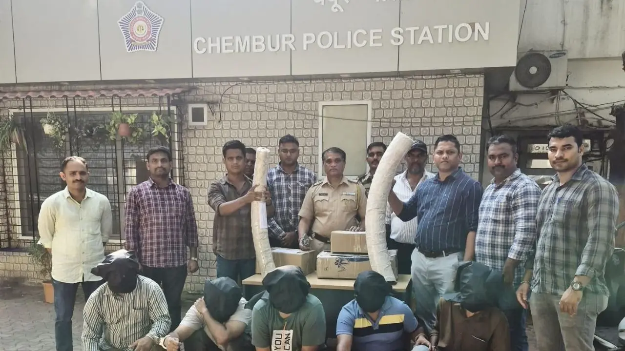 Two tusks, 11 kg and 20.6 kg, recovered by cops, later confirmed by forest officials as genuine ivory. Pic/By Special Arrangement