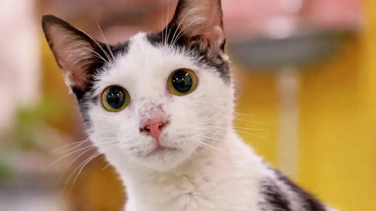 Cats for daysThese adoptable cats are the celebrities of The Welfare of Stray Dogs&rsquo; Meow Mingle event. You can spend time with these feline stars, and even take them home.&nbsp;
Time 11 am to 1 pm (two slots)At The Welfare of Stray Dogs, Sewri West.&nbsp;RSVP wsdvolunteermanager@gmail.com