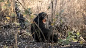 Wild chimpanzee group engulfed in 'civil war' in Uganda: Study