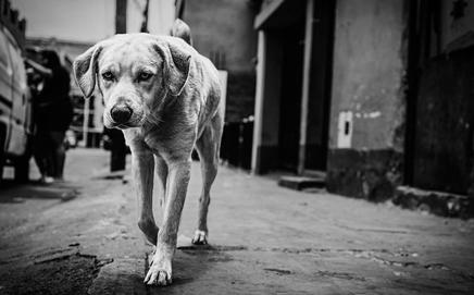 The dog was found dead in the society’s parking lot with signs of a struggle. Representational Pic