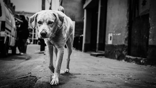 Stray dog beaten to death in Thane housing society; case filed