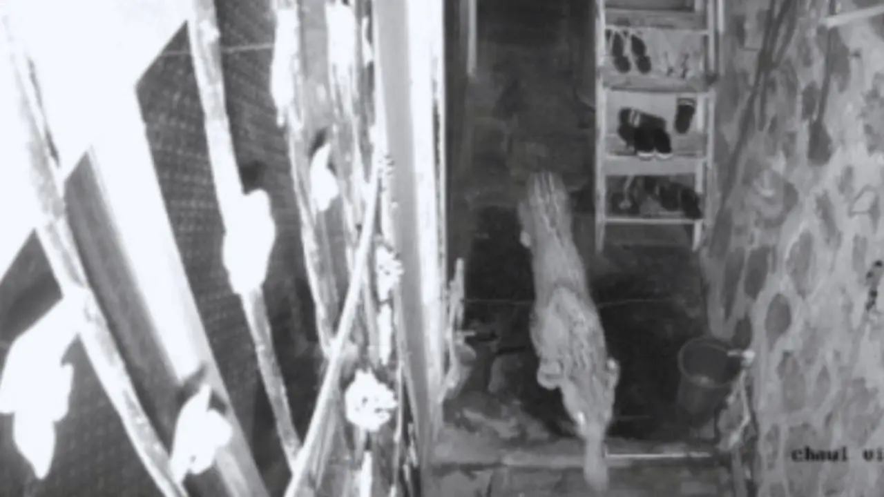 The movement of the animal was captured on CCTV cameras installed within the society. Pic/ Screengrab