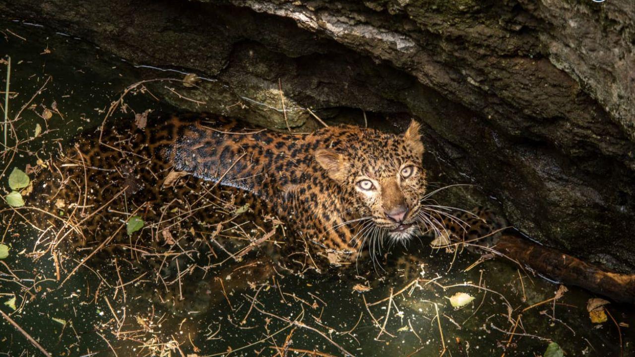 Maharashtra forest department and NGO scale up leopard protection efforts