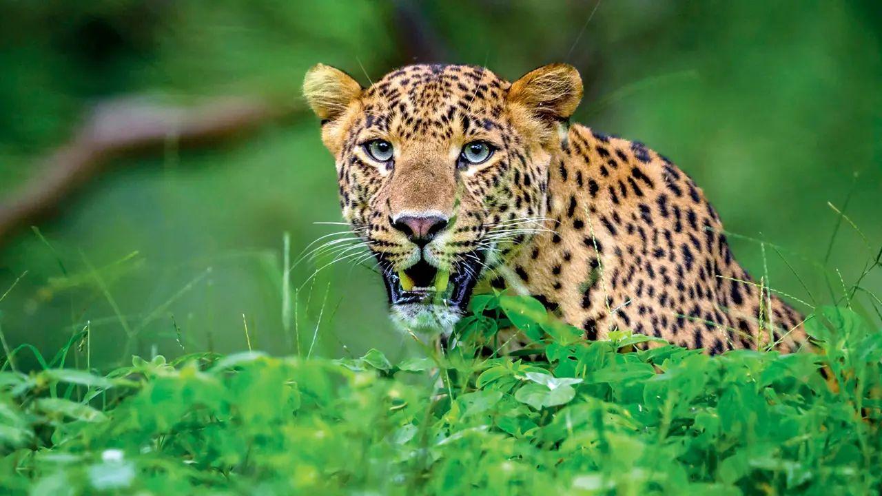 Leopard near forest area of Kalbhonda village attacks 8-year-old kid. (File pic)