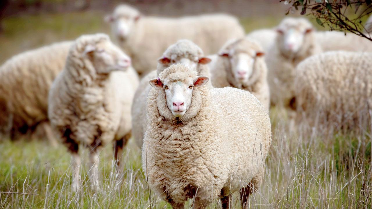 The sheep bot fly typically grows in the nasal passages of sheep and goats. PIC/ISTOCK