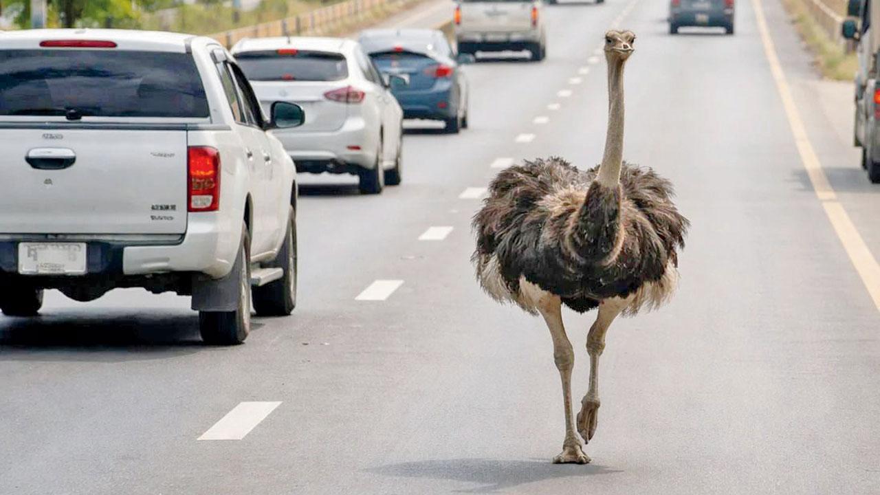 The ostrich ran about 15 kilometres after its escape. PIC/THAILANDBLOG