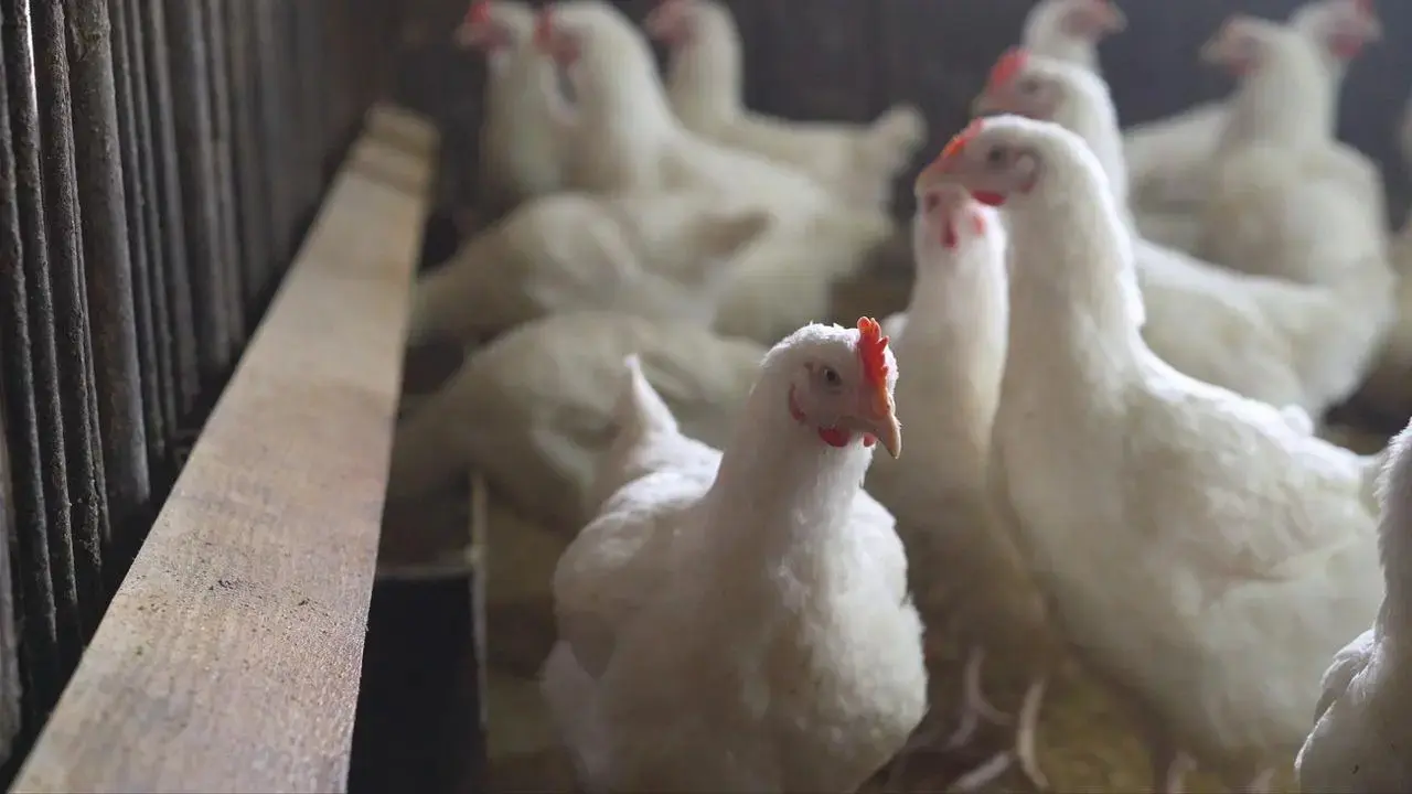 In his complaint, the farm owner that the sudden and intense noise frightened the chickens, leading to their deaths. Representational Pic/File/iStock