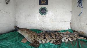 Six-foot crocodile rescued in Thane after 15-hour operation