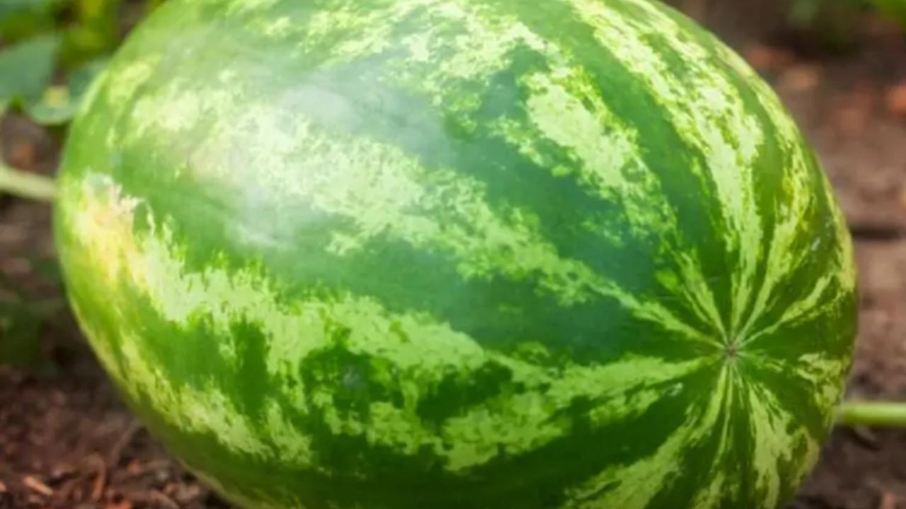 The samples of food items and watermelon have been seized for examination, an official said. Representational Pic/File